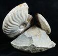 Two Species Ammonites Mounted In Great Display #2051-2